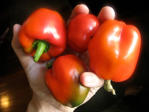 compost? I think not!