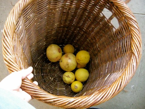 the morning's plunder the morning's plunder