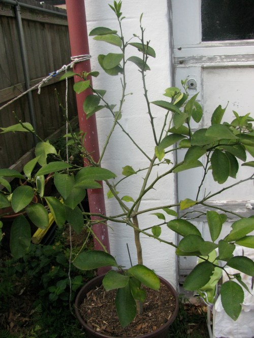 how to kill a lemon tree