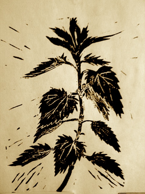 nettle