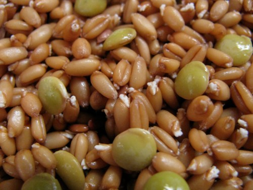 perfect sprout action