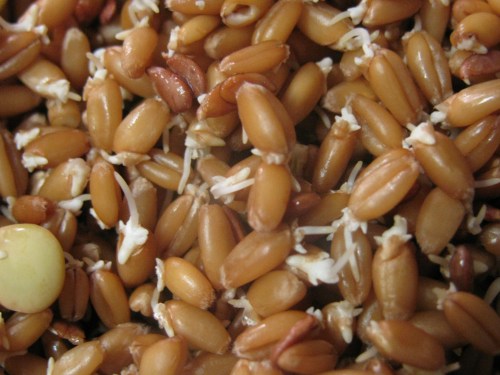 over sprouted wheat